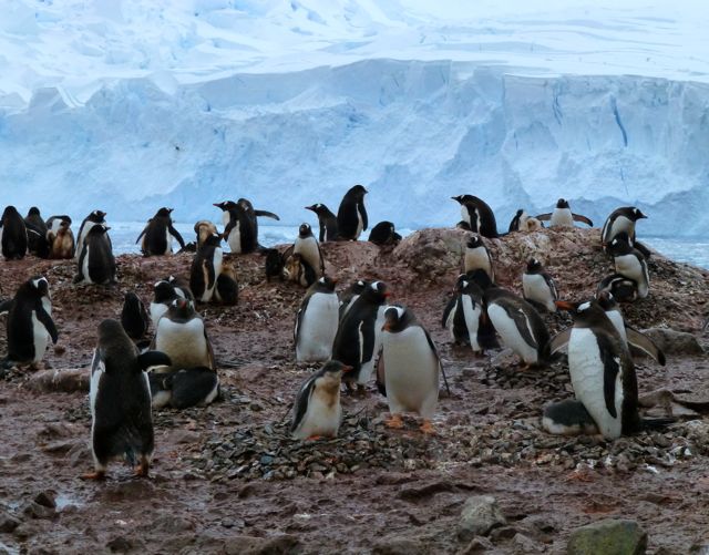 Gentoo penguins nest and chicks 