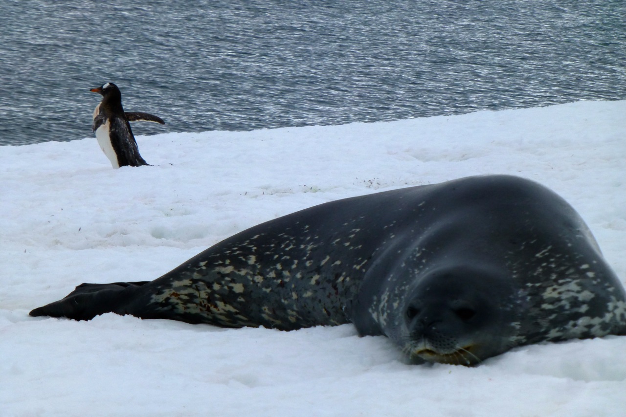 antarctica-seal and penguin