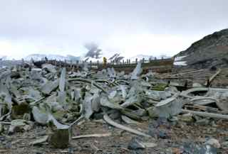 antarctica-whalebones