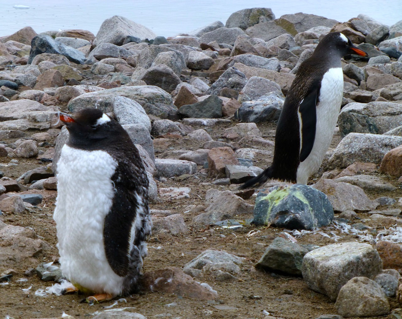 antartica-penguins-molting