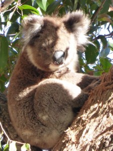 australia-koala