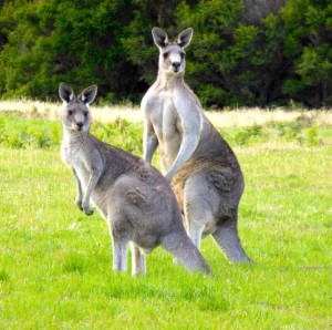 australia-roos