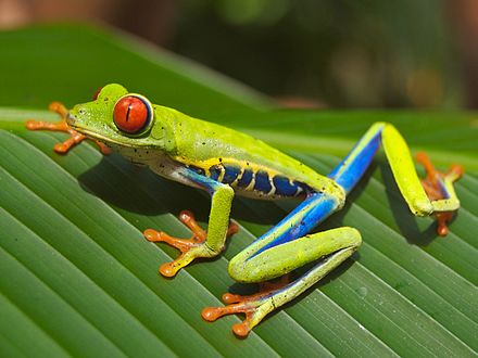 Red eyed tree frog: Courtesy of Wikipedia and Careyjamesbalboa