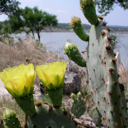 Canyon Lake, Texas image 2