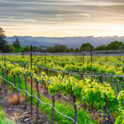 Sonoma, California image 2