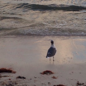 Nags Head, North Carolina image 3