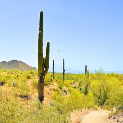 Buckeye, Arizona image 1